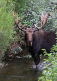 Bull Moose pb.jpg