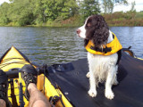 Our Dogs kayaking video