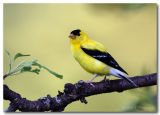 Goldfinch pc.jpg