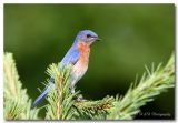 male bluebird pc.jpg