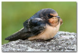 Barn swallow fedgling pc.jpg