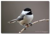 Chickadee.jpg