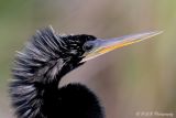 anhinga 2 pc.jpg