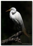 Egret with plumage pc.jpg