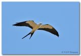 swallow tail kite.jpg