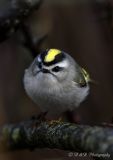 Golden Crowned Kinglet fm.jpg