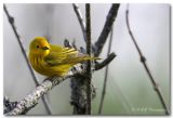 Yellow Warbler.jpg