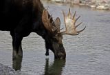 Bull moose drinking pc.jpg