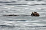 Sea Otter 2.jpg