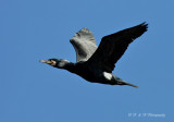 Great Cormorant pb.jpg