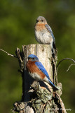 Nesting Bluebirds pb.jpg