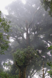 arbre gant