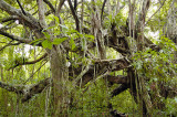 figuier trangleur / strangler fig-tree