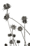 chardons01.jpg