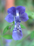 Trichostema dichotomum - Blue Curls