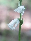 Spiranthes tuberosa - Little Ladies tresses