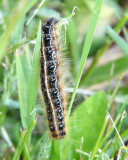 caterpillar unknown