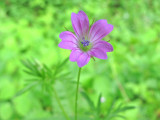 Cut-leaved Cranesbill - Geranium dissectum