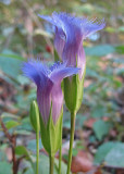 Fringed Gentian