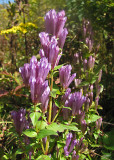 Stiff Gentian