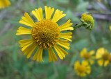 Sneezeweed sp.