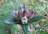 Bottle Gentian