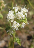 Quinine at Grassy Hill
