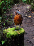 Maria, Giant Antpitta