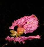  Gossypium, cotton, Malvaceae