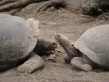 Galapagos Tortoise, Fernandina