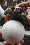 Baby Tortoise and Egg, Isabela