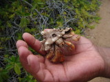 Hermit Crab