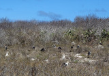 Great Frigatebird Colony