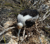 Great Frigatebird Juvenile