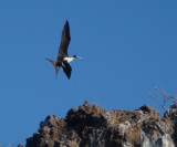 Magnificent Frigatebird Female