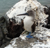 Blue-footed Boobie