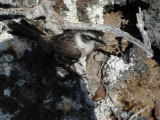 Galapagos Mockingbird, Tower