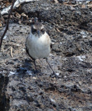 Galapagos Mockingbird, Tower