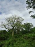  Bombax, Ceiba trichistandra, Jorupe Reserve