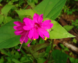 Flower, Jorupe Reserve