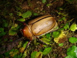 Bamboo Beetle, Dynastes sp.