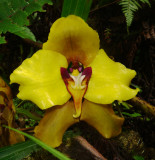 Orchid, Cyrtochilum macranthum