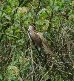 Striped Cuckoo, Yunguilla Reserve