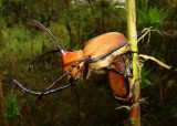 Bamboo Beetles, Dynastes sp.