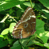 Morpho Butterfly, Santa Cruz Botanic Garden