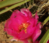 Prickly Pear Cactus, Opuntia sp.