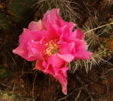 Prickly Pear Cactus, Opuntia sp.