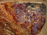 Escalante Petrified Wood