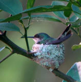 Purple-crowned Fairy