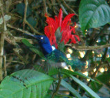 White-necked Jacobin